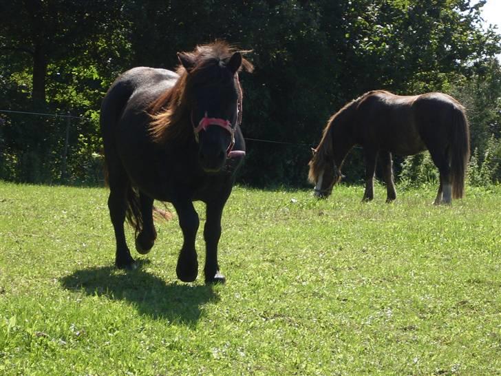 Shetlænder Charlie<gamle PART> billede 18