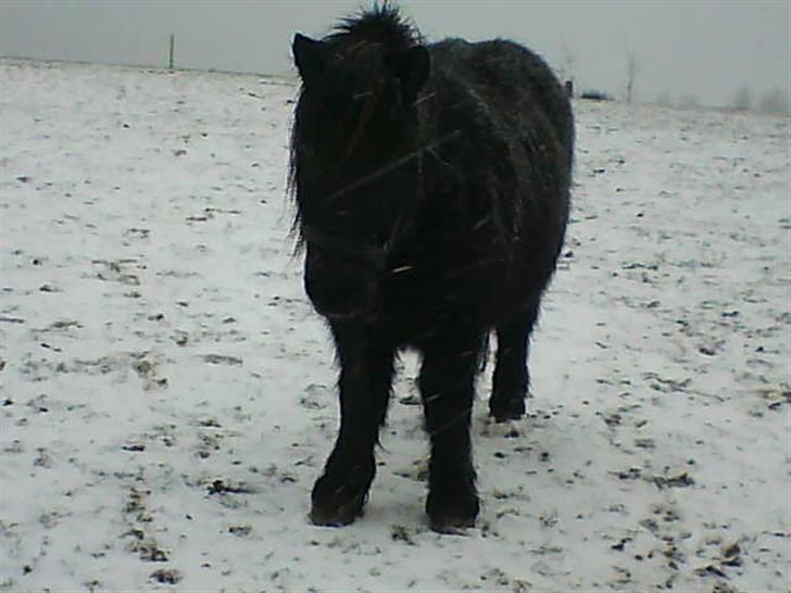 Shetlænder Charlie<gamle PART> billede 19