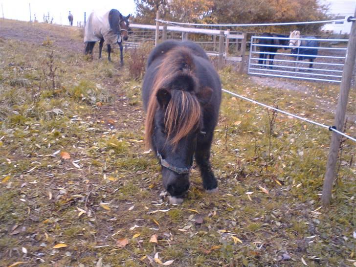 Shetlænder Charlie<gamle PART> billede 20