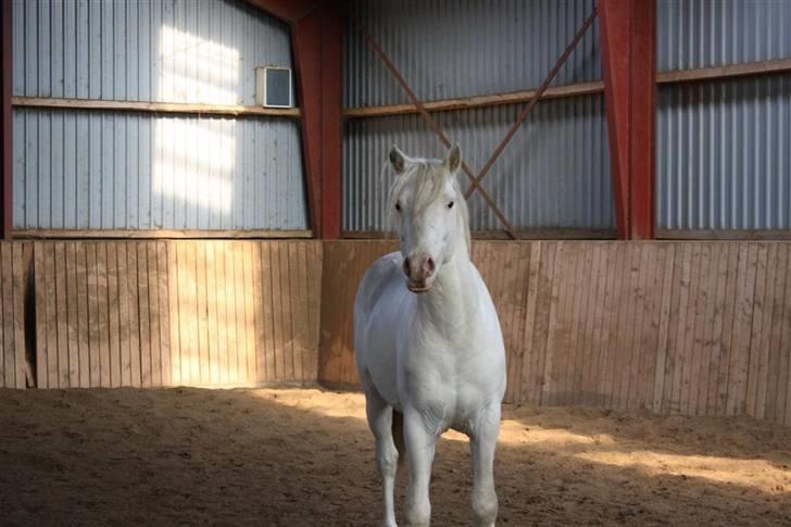 Knabstrupper Norring's Bentley billede 4