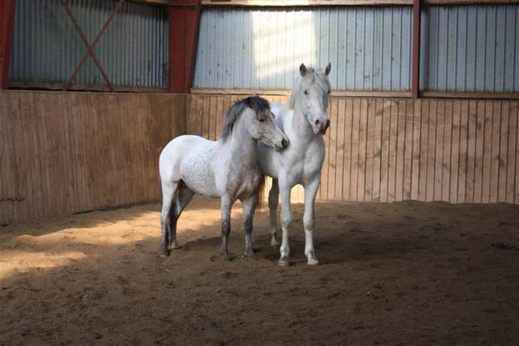 Knabstrupper Norring's Bentley billede 6