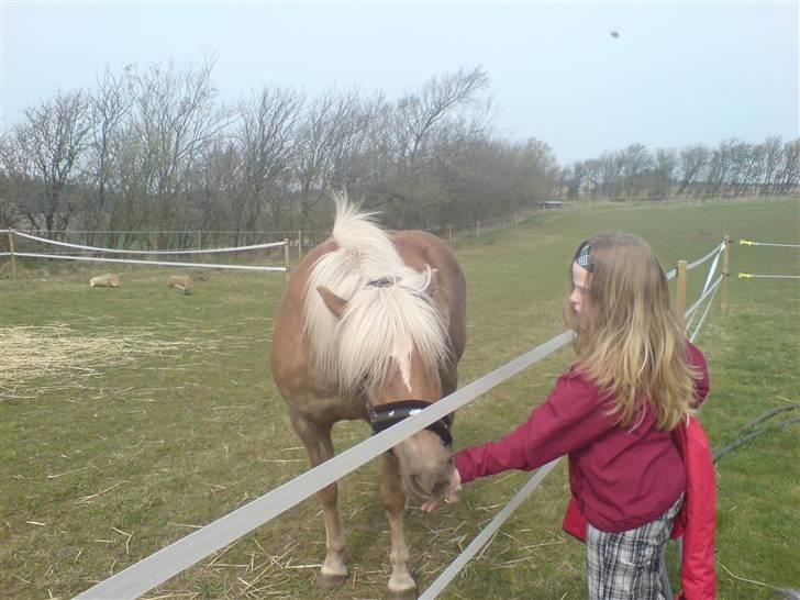 Haflinger tippy " SOLGT " billede 12