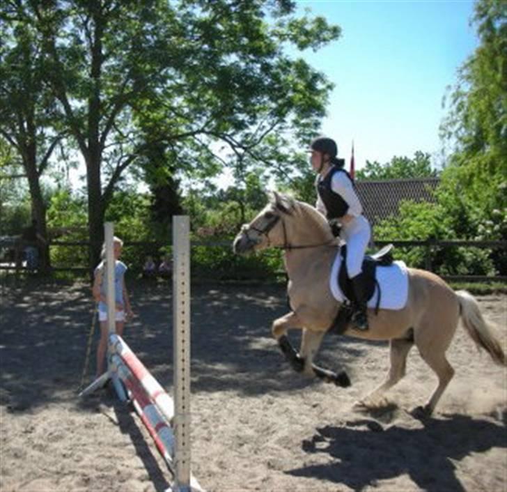 Fjordhest Columbine Bøgely - Psygospringer :) Hvem siger fjordhyppere ikke kan springe? billede 14