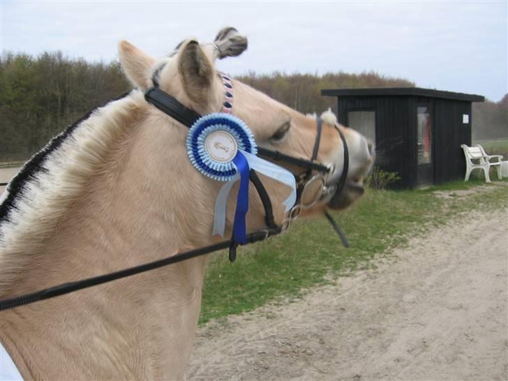 Fjordhest Columbine Bøgely - Hyppen kan jo godt :P Wow, 30 cm -.- Ej, vi kom fejlfrit, i was happy :D billede 15