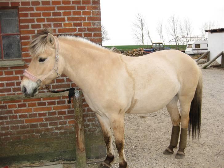 Fjordhest Kiwi / Diva Hovborg billede 6