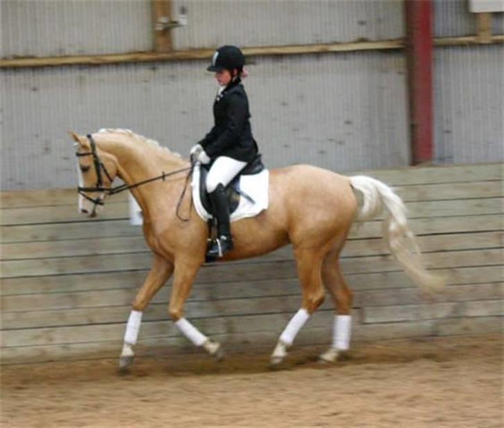 Palomino Monza's Touche' - Fotograf: Joan Kvolbæk billede 17