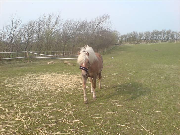 Haflinger tippy " SOLGT " billede 13