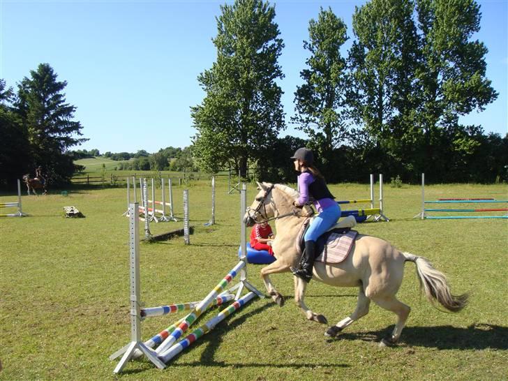 Fjordhest Columbine Bøgely - Wow, psyko Colum? :O Ja, jeg ved jeg laver alle fejl men never mind. Colum Rocks! billede 16