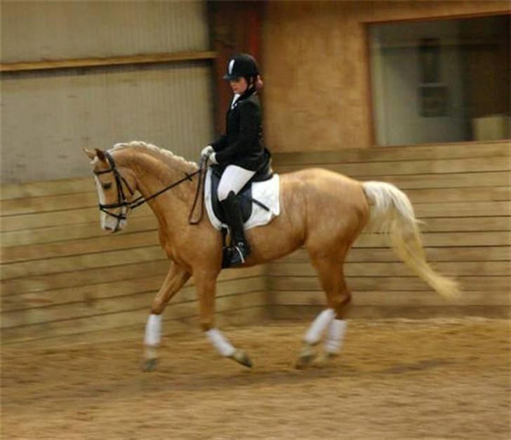 Palomino Monza's Touche' - Fotograf: Joan Kvolbæk billede 19