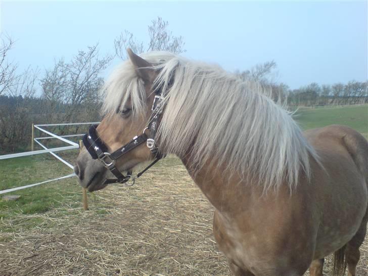 Haflinger tippy " SOLGT " billede 14
