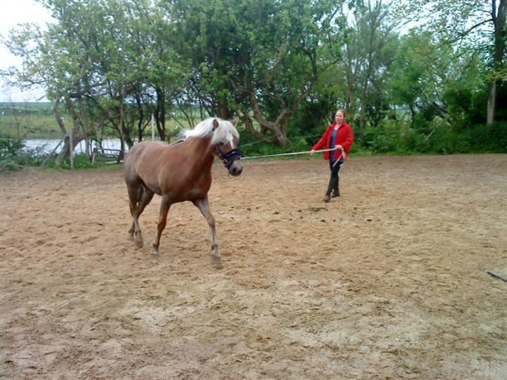 Haflinger tippy " SOLGT " billede 15