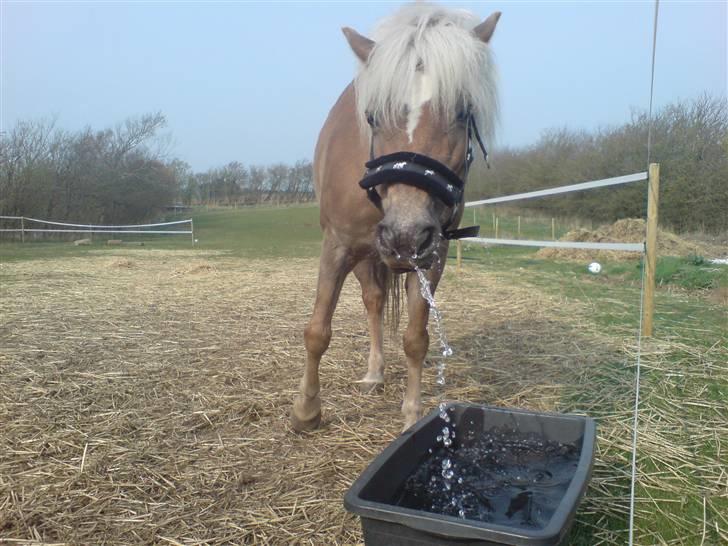 Haflinger tippy " SOLGT " billede 16