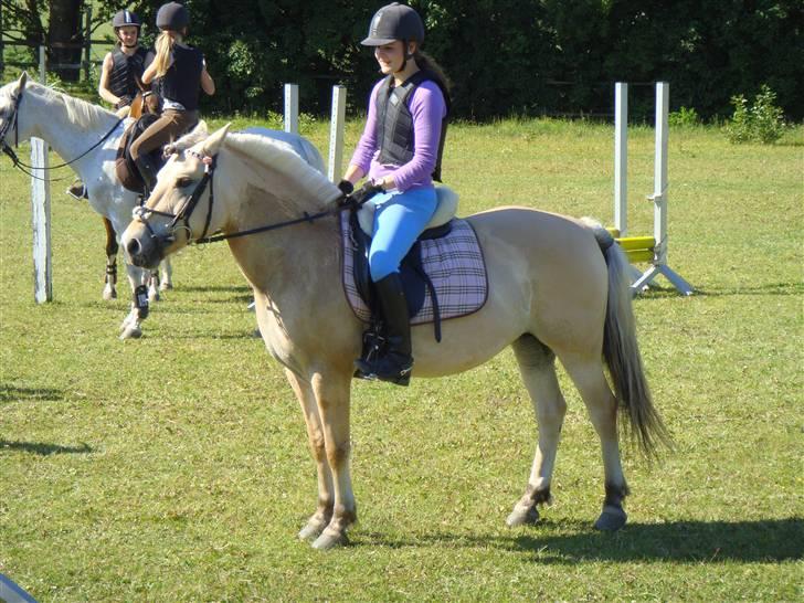 Fjordhest Columbine Bøgely - Her er Codex´en. :) billede 17