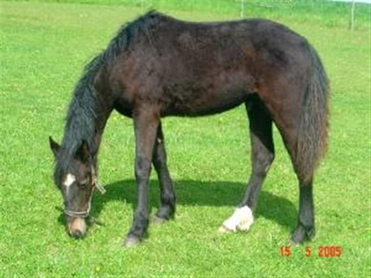 Welsh Partbred (Sec F) Haymos Keason - føl billed jeg fandt af ham billede 9