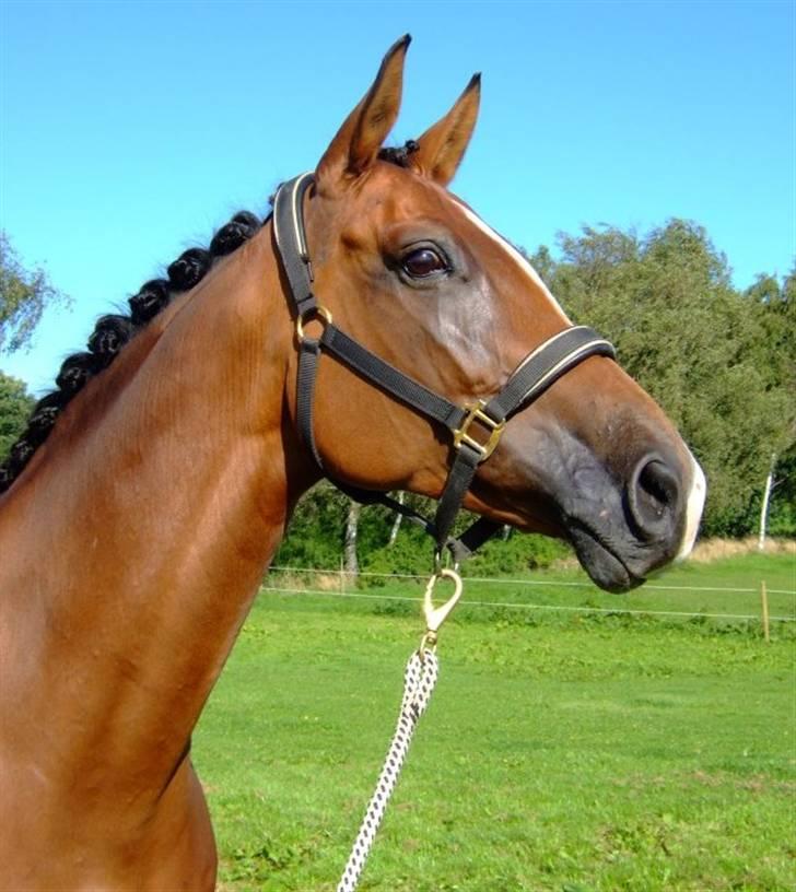 Dansk Varmblod Diplomat´s Charmaine (solgt) - Velkommen til Charmaines profil! :D billede 1