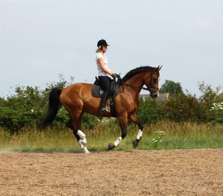Dansk Varmblod Diplomat´s Charmaine (solgt) - Juli måned - Synes hun er ved at få en rigtig fin galop efterhånden :D billede 2
