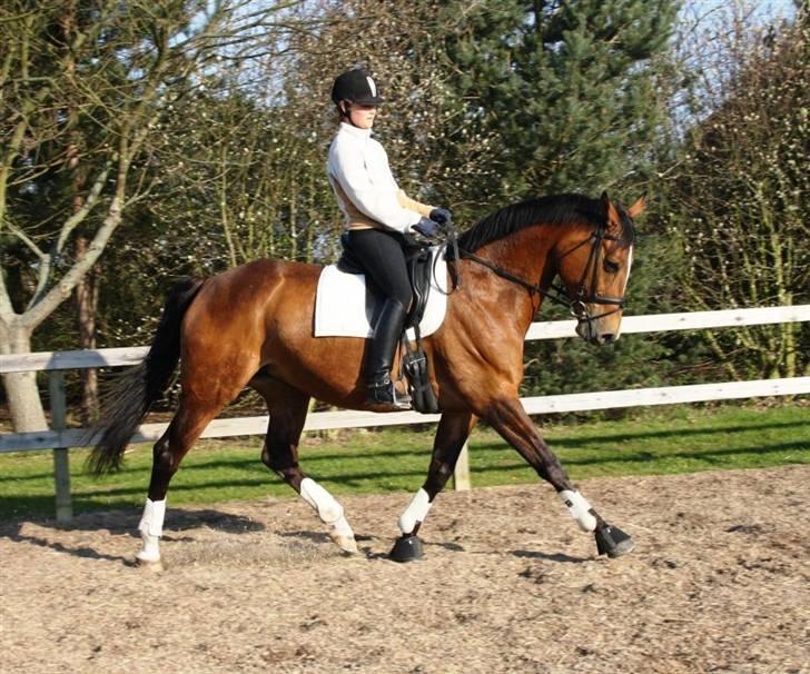 Dansk Varmblod Diplomat´s Charmaine (solgt) - Charmaine og jeg  billede 4