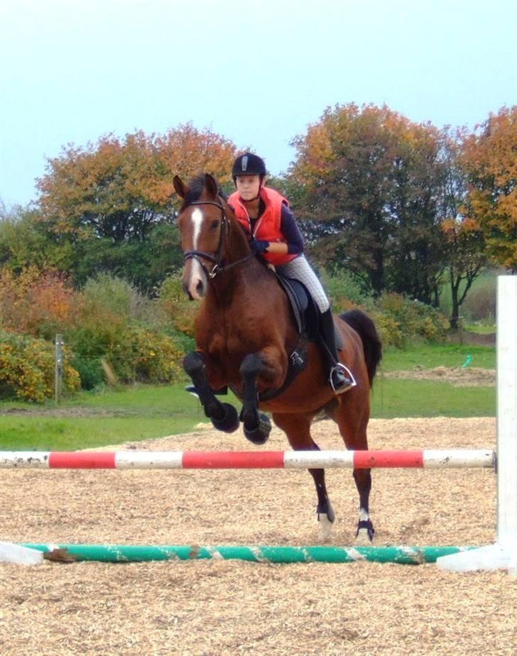 Dansk Varmblod Diplomat´s Charmaine (solgt) - min søster springer dressurhesten :P billede 5