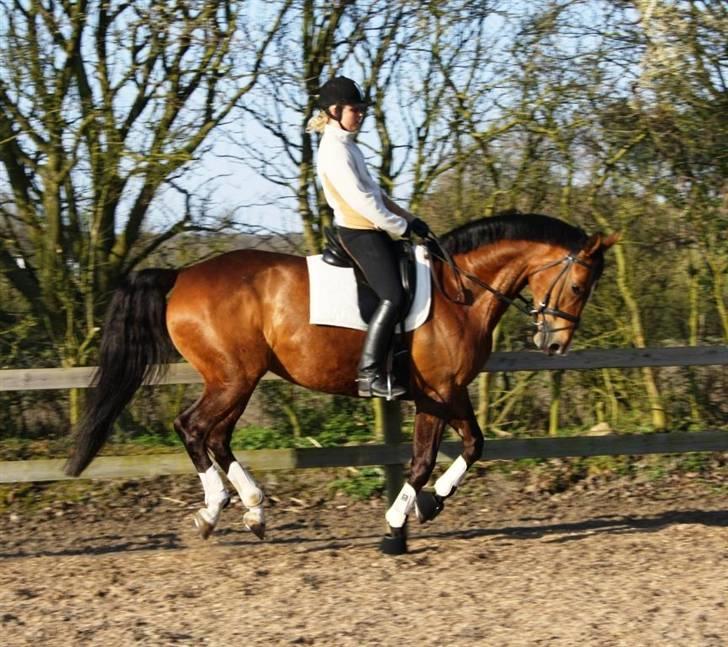 Dansk Varmblod Diplomat´s Charmaine (solgt) - Galoppen er lidt svær at få samling på under genoptræning, - men det kan man næsten ikke se på dette billede :P billede 6