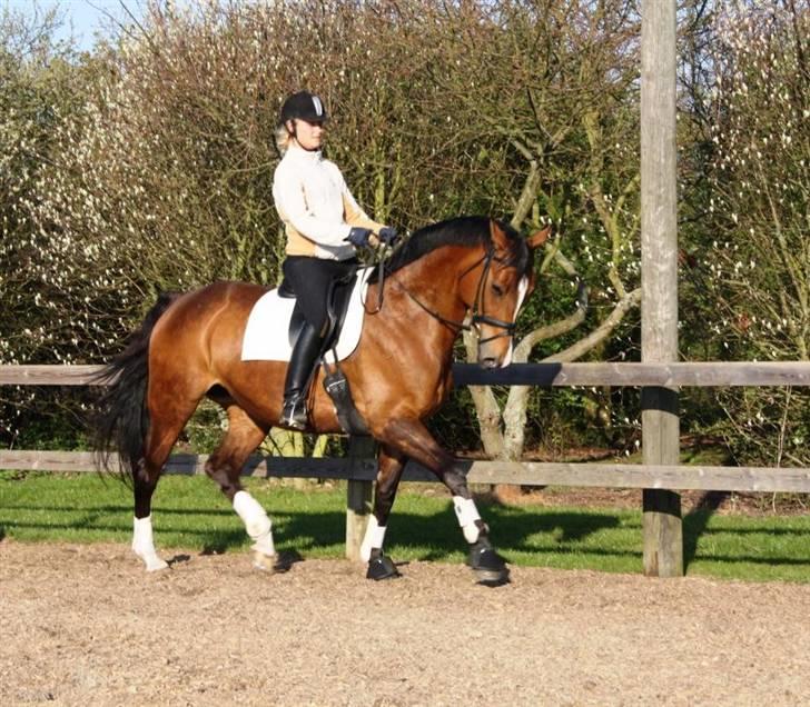 Dansk Varmblod Diplomat´s Charmaine (solgt) - genoptræning billede 7