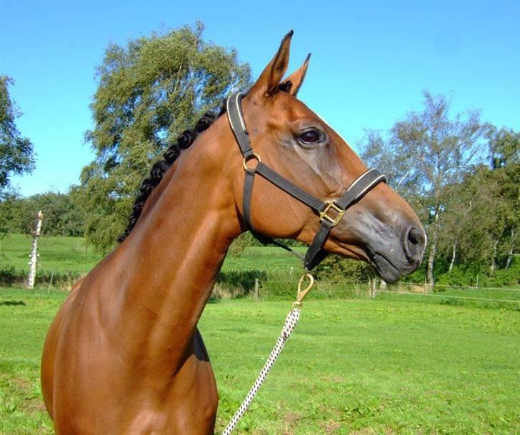 Dansk Varmblod Diplomat´s Charmaine (solgt) - Lidt nydelig er hun :-* billede 8