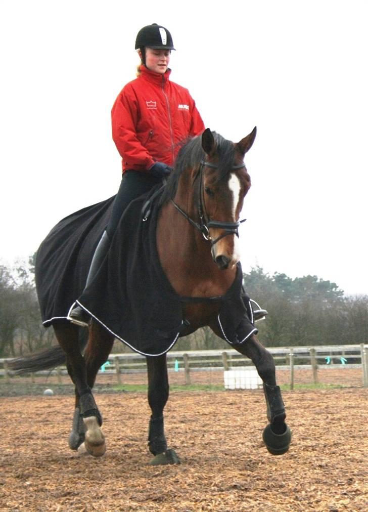 Dansk Varmblod Diplomat´s Charmaine (solgt) - En kold dag under opvarmning. :) Letridning  billede 9