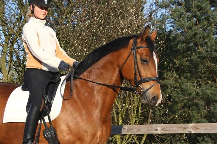 Dansk Varmblod Diplomat´s Charmaine (solgt) - hun er såå smuk :D billede 10