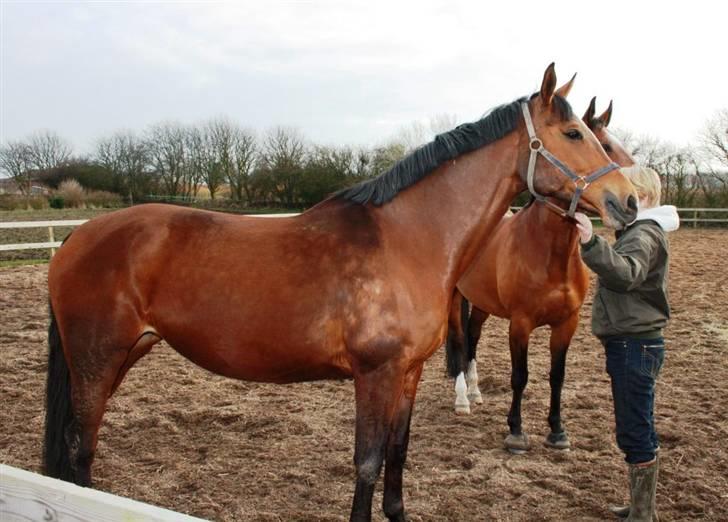 Dansk Varmblod Diplomat´s Charmaine (solgt) - Min rare mor holder Charmaine og Diane efter de har rullet sig på den lille ridebane :p billede 11