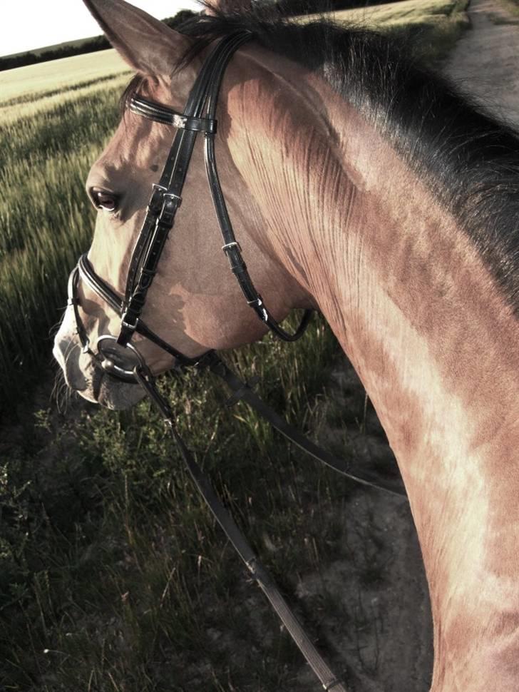 Dansk Varmblod Diplomat´s Charmaine (solgt) - En tur på vej i skoven :D så smuk er hun oppe fra :P <33 billede 12