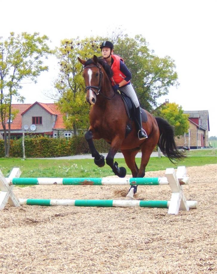 Dansk Varmblod Diplomat´s Charmaine (solgt) - Søster og Charmaine hopper STORE pinde :D Der er en grund til, at hun er dressurhest :-* billede 13