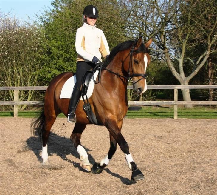 Dansk Varmblod Diplomat´s Charmaine (solgt) - Genoptræning af den lille tykke dame <3 billede 14