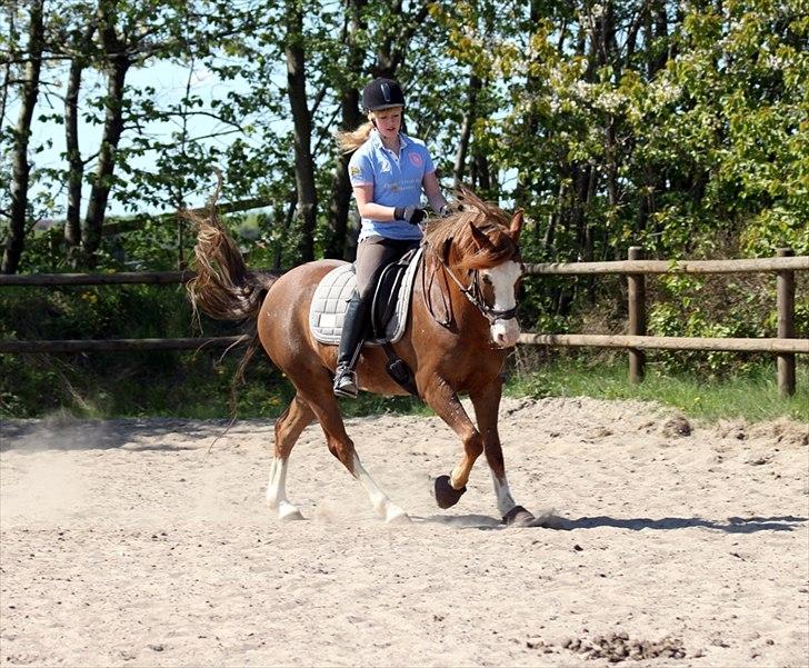 Welsh Partbred (Sec F) Rosengårdens Sodapop SOLGT - NYT! 1.5.11 Dressurtræning. Foto: Ulrika Demant billede 7