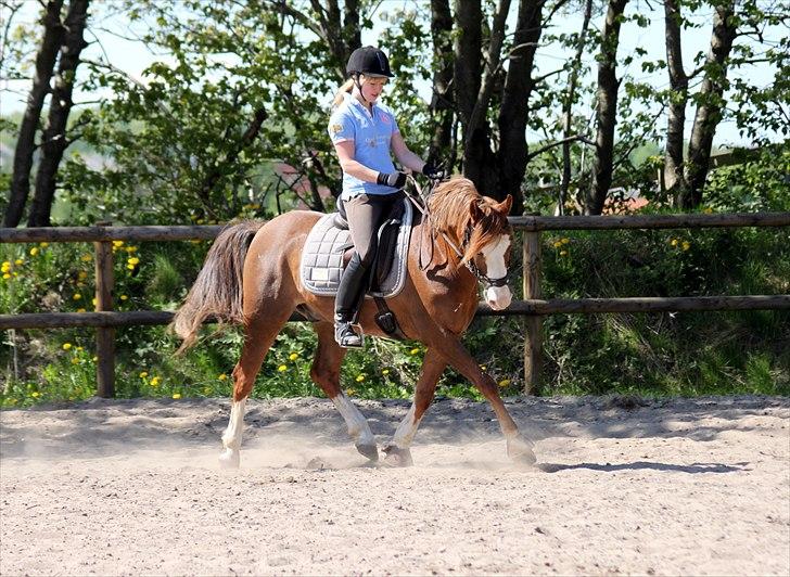 Welsh Partbred (Sec F) Rosengårdens Sodapop SOLGT - NYT! 1.5.11 Dressurtræning Foto: Ulrika Demant billede 8