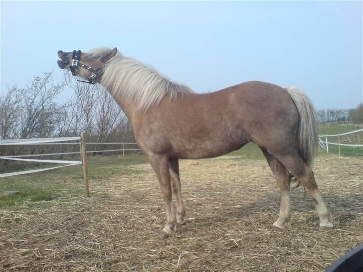 Haflinger tippy " SOLGT " billede 17