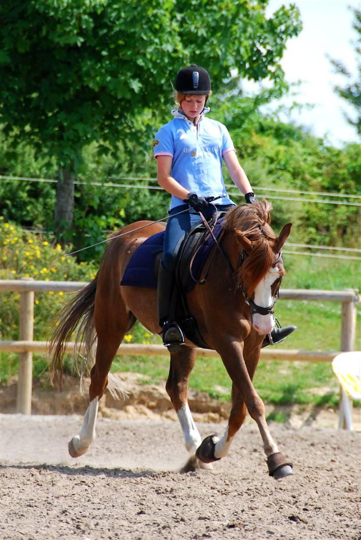 Welsh Partbred (Sec F) Rosengårdens Sodapop SOLGT - 17.07.09 lige efter Pop´s sommerferie. Foto: SP-Foto billede 9