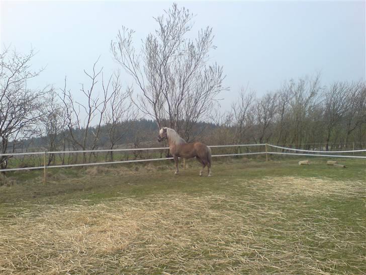 Haflinger tippy " SOLGT " billede 18