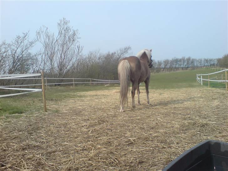 Haflinger tippy " SOLGT " billede 19