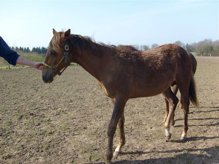 Quarter million dollar whiz *himmelhest* - he he vi er lidt kikset midt under pelsskift :P(første gang da jeg var op og se ham) billede 10