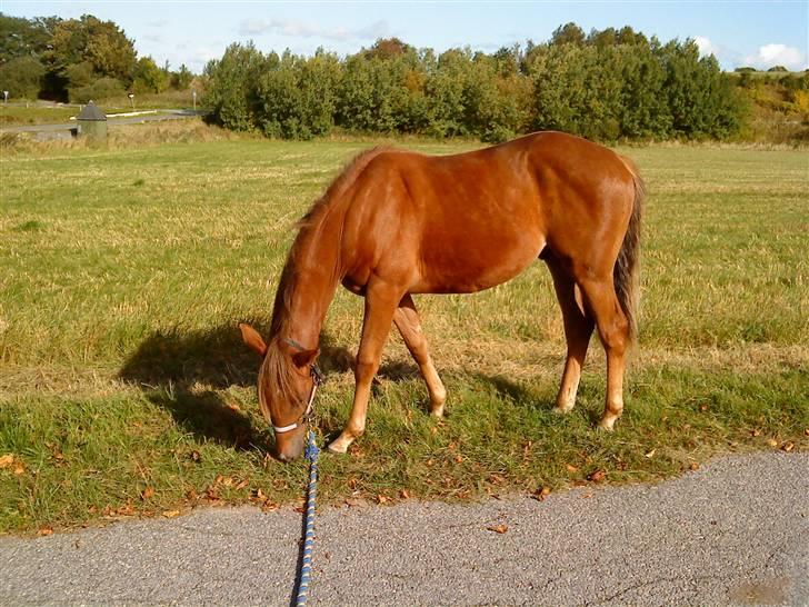 Quarter million dollar whiz *himmelhest* - 01.10.09 billede 11