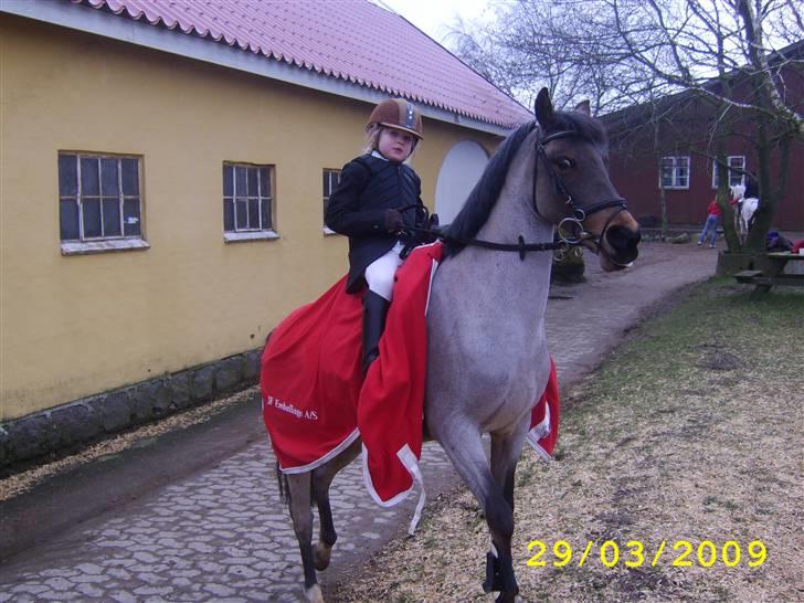 Hollandsk Sportspony Sylvia - her har jeg haft sylvia en uge og det er vores første stævne billede 4