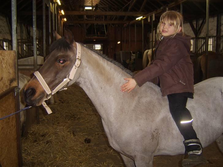 Hollandsk Sportspony Sylvia - er hun ikke bare dejlig billede 7