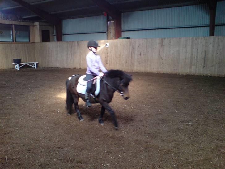 Anden særlig race sunflower - ja lidt dresur med sunflower,,, billede 15