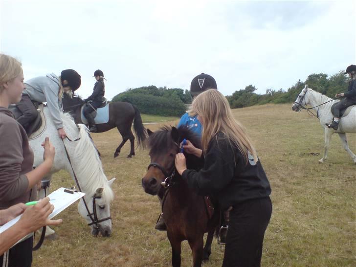 Anden særlig race sunflower billede 16