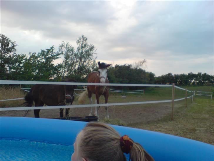 Anden særlig race sunflower billede 17