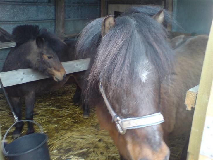 Welsh Pony (sec B) Trille "gået på pension" billede 17