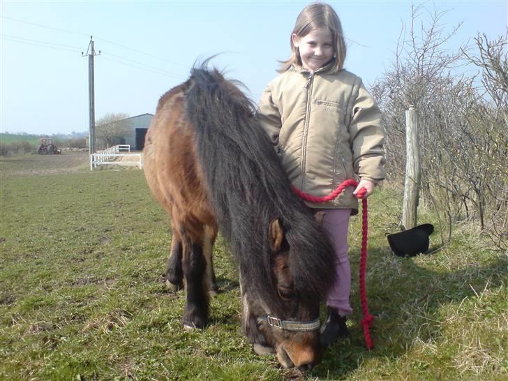 Welsh Pony (sec B) Trille "gået på pension" billede 18