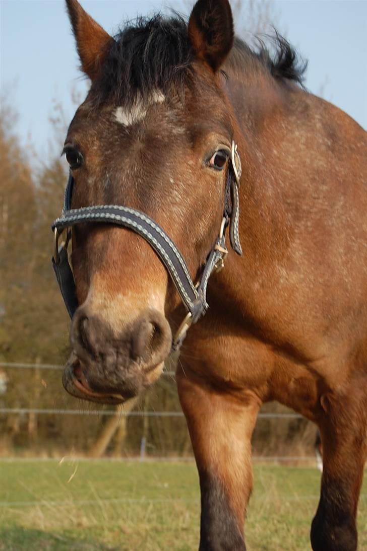 DSP Satisfaction "Solgt" billede 11