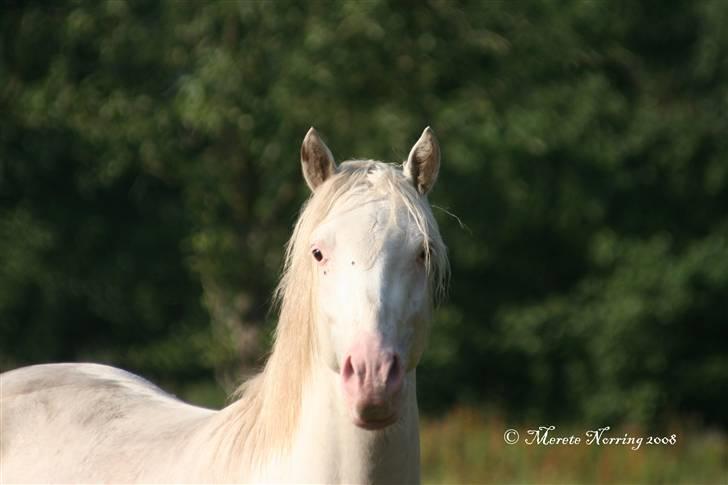 Knabstrupper Norring's Bentley billede 7