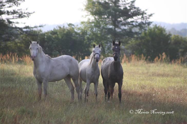 Knabstrupper Norring's Bentley billede 8