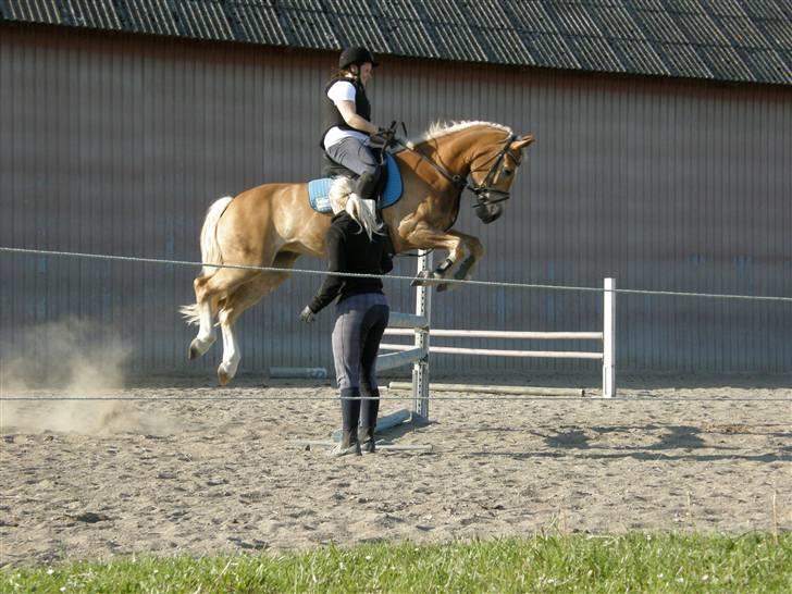 Haflinger Maud billede 5